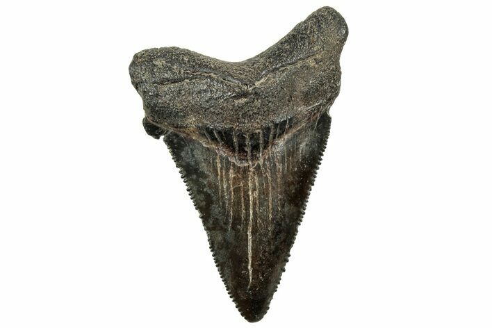 Serrated Angustidens Tooth - Megalodon Ancestor #326353